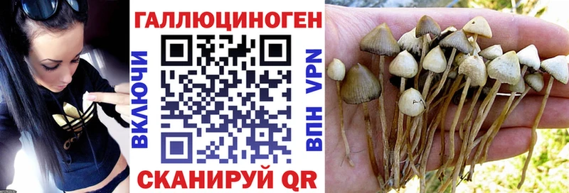 Купить где  Канск  Галлюциногенные грибы MAGIC MUSHROOMS 